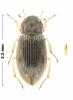 Helophorus sp.